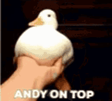 Andy Andyontop GIF - Andy Andyontop Moreandy GIFs