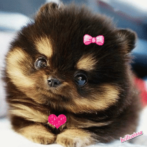 Dog Cute GIF - Dog Cute Puppy - Discover & Share GIFs