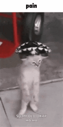 Pain Mexican Cat GIF