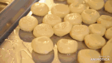 a tray of food with the words made in animatica on the bottom right