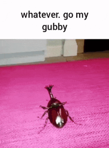 a beetle is crawling on a pink rug with a caption that says `` whatever go my gubby '' .