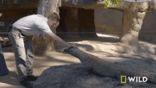 petting national geographic secrets of the zoo down under feeding a komodo dragon rubbing