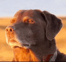 a close up of a brown dog with a collar on