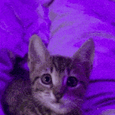 Lexi Purple GIF - Lexi Purple Kitty GIFs