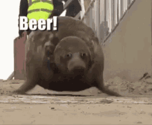 Seal Beer GIF - Seal Beer Bounce GIFs