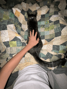 a person petting a cat on a bed with a quilt on it