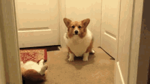 You Okay, Buddy? GIF - Dogs Corgis Fail GIFs