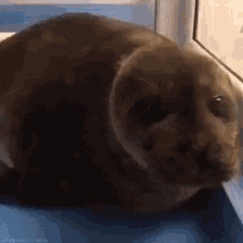 Seal Cute GIF - Seal Cute Neck GIFs