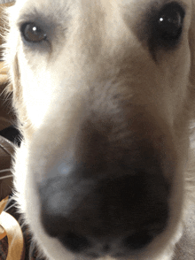 Buster Wallahi GIF - Buster Wallahi Dog GIFs