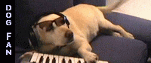 dog-fan-dog.gif