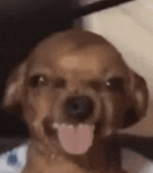a close up of a dog with its tongue hanging out .