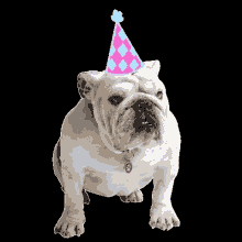 Birthday Bulldog GIF - Birthday Bulldog Des Moines GIFs