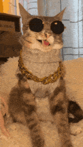 a cat wearing sunglasses and a sweater with a gold chain around its neck