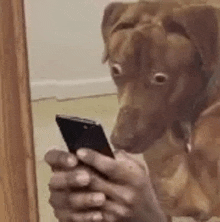 Dog Shocked Looking At Phone GIF
