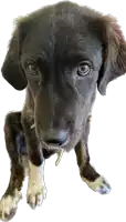 a black and white puppy with a tooth in its mouth