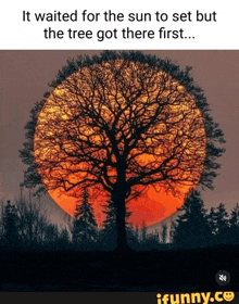 it waited for the sun to set but the tree got there first...