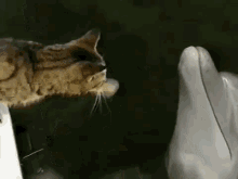 Adorable GIF - Cat Kitten Dolphin GIFs