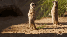 look up national geographic secrets of the zoo down animal anthem of taronga zoom meerkat