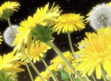 Grass Flower Dandelion, Grass, Flowers, Dandelion PNG Transparent Clipart  Image and PSD File for Free Download