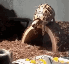 I'M Going Back In My Hole GIF - Turtle Face Plant Fall GIFs