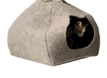 look down the pet collective cat cat cave kitty