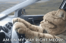 Funny Cat Drive Fast GIF - Funny Cat Funny Drive Fast GIFs