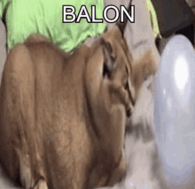 Balon Floppa GIF - Balon Floppa GIFs