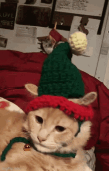 Cat In Elf Hat GIF - Cat In Elf Hat GIFs