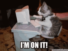 Im On It Cats GIF - Im On It Cats Working Hard GIFs