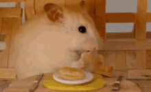Hamster Pancake GIF - Hamster Pancake Eating GIFs