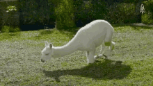 Funny Animals Alpaca GIF - Funny Animals Alpaca Lazy GIFs