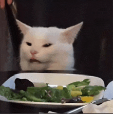 a white cat looking at a plate of salad