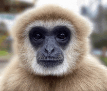 a close up of a monkey 's face with a black eye