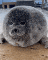 a close up of a seal laying on a table