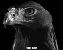 Glare Bird Evil Smile GIF - Glare Bird Evil Smile GIFs