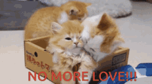 Death By Love Cute Kittens GIF