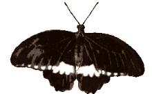 immagine immagineit animationmakers butterfly brown and white butterfly