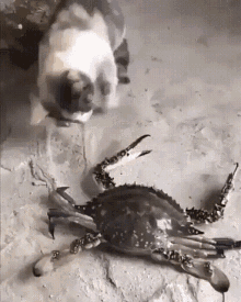 Cat Crab GIF - Cat Crab Attack GIFs