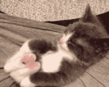 Nap Time Cute Cat GIF - Nap Time Cute Cat Kitten GIFs