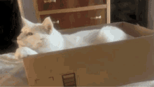 Eamesthewondercat Eames GIF - Eamesthewondercat Eames Cat GIFs