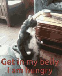 Get In My Belly I Am Hungry GIF - Get In My Belly I Am Hungry Cat GIFs