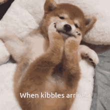 Wuuf Doge GIF - Wuuf Doge Kibbles GIFs