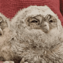 heavy eyed tawny owl robert e fuller dozing off sleepy