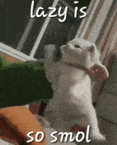 a white cat is standing on its hind legs in front of a window with the caption `` lazy is so smol '' .