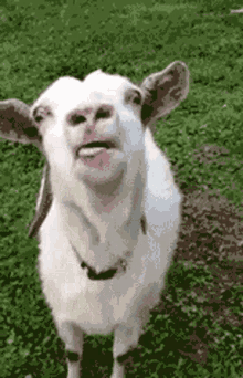 Goat Lick GIF - Goat Lick Tongue Out GIFs