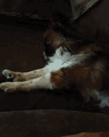 Pooped Papillon GIF - Pooped Papillon Cant Sleep GIFs