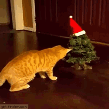 funny holiday animals