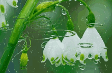 Raindrops Flower GIF - Raindrops Flower GIFs