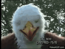 Insurance Bird GIF - Insurance Bird GIFs