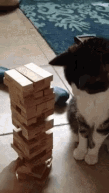 This Game Is Stupid GIF - Cat Jenga Smack GIFs